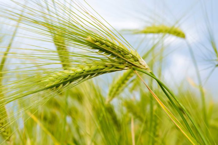 mappato il genoma del grano tenero