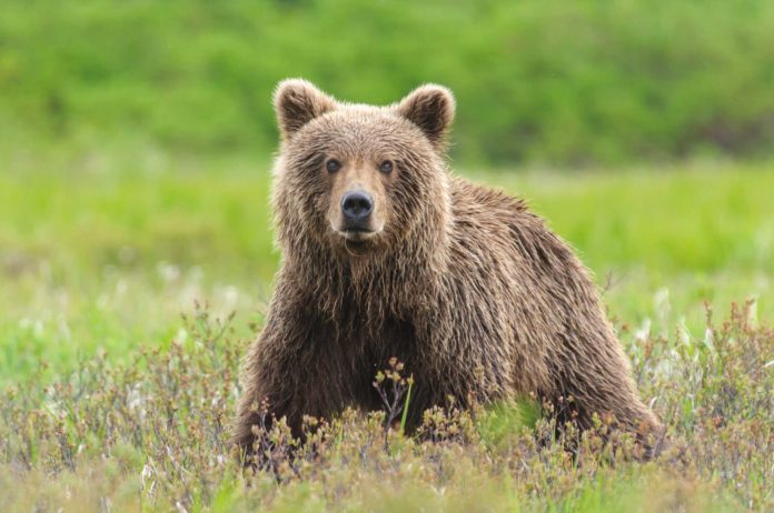 Abbattimento orsa KJ1 uccisione orso m90 Orsi in Trentino Orso M49 Maurizio Papillon