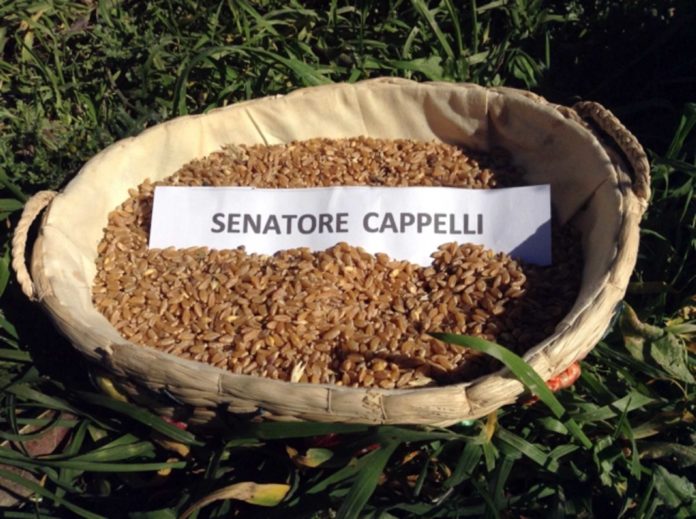 grano senatore cappelli