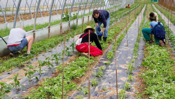 emergenza occupazione nel comparto agricolo