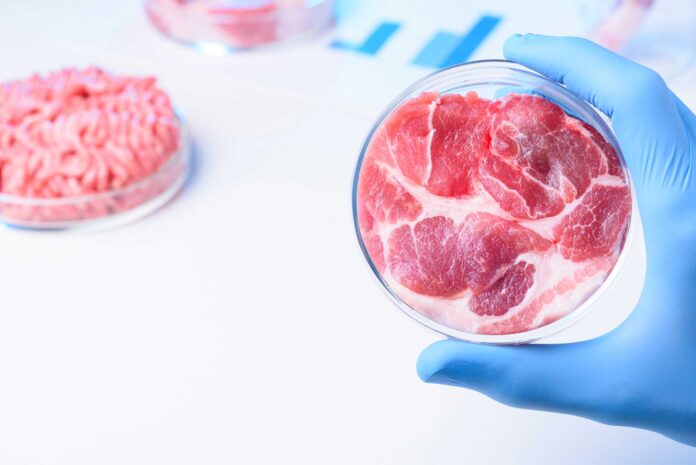 vietare carne coltivata carne sintetica cibo sintetico carne in provetta